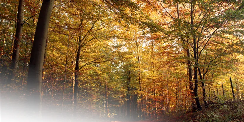 Vejle: Byen med naturen lige om hjørnet